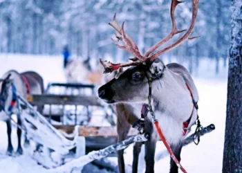 Val de căldură fără precedent în Finlanda afectează renii din Laponia