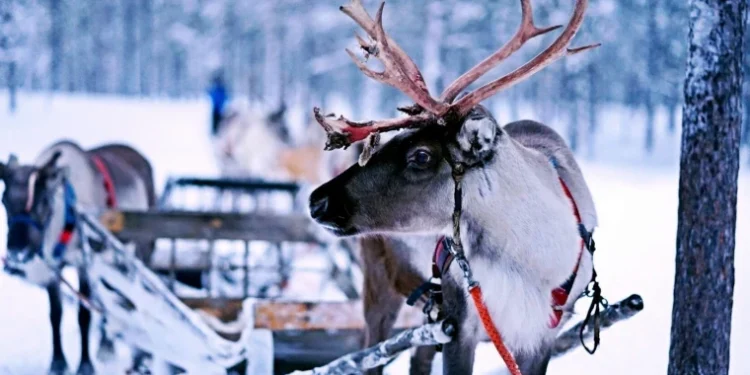 Val de căldură fără precedent în Finlanda afectează renii din Laponia