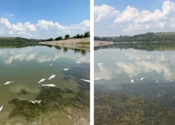 Situația peștelui mort din lacul Dănceni, o problemă fără rezolvare: Primara avertizează asupra unui risc de epidemie