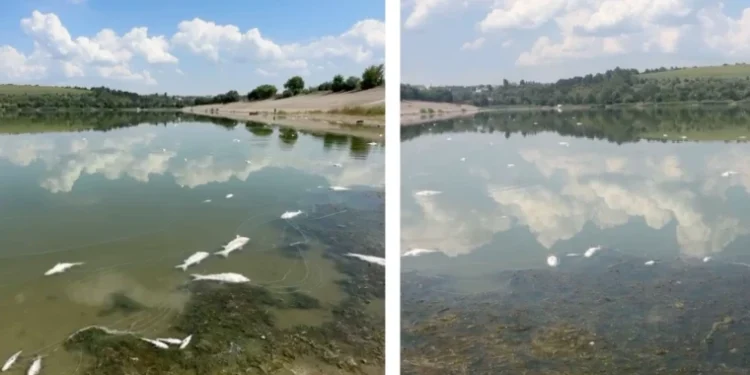 Situația peștelui mort din lacul Dănceni, o problemă fără rezolvare: Primara avertizează asupra unui risc de epidemie