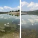 Situația peștelui mort din lacul Dănceni, o problemă fără rezolvare: Primara avertizează asupra unui risc de epidemie