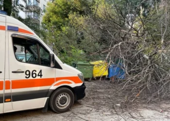 В Ботанике сухое дерево упало на женщину: пострадавшая госпитализирована