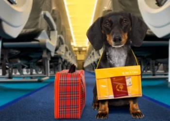 Moldovenii pot obține online certificatul veterinar pentru animale de companie