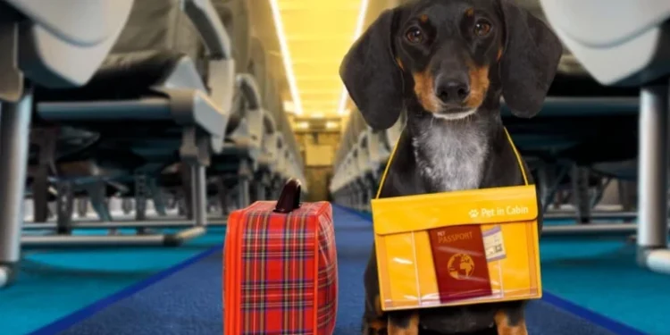 Moldovenii pot obține online certificatul veterinar pentru animale de companie