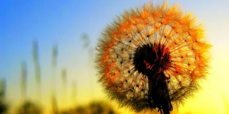 Weekend cu vreme caldă și cer variabil, fără ploi