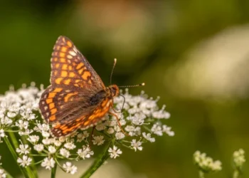 Cer variabil și vânt slab, fără precipitații pe parcursul zilei