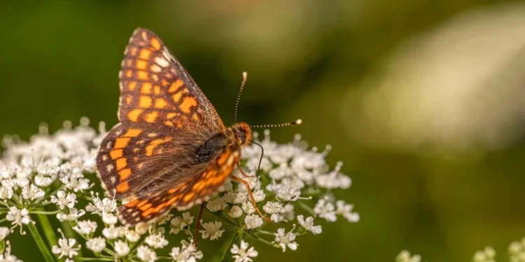 Cer variabil și vânt slab, fără precipitații pe parcursul zilei