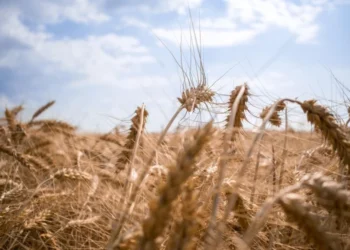 Vreme stabilă și călduroasă în toată țara