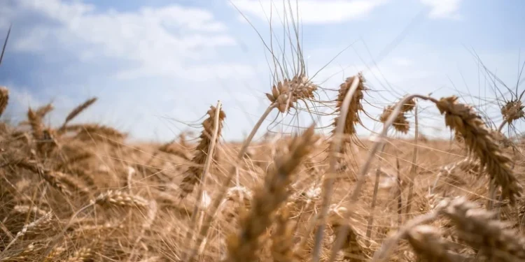 Vreme stabilă și călduroasă în toată țara
