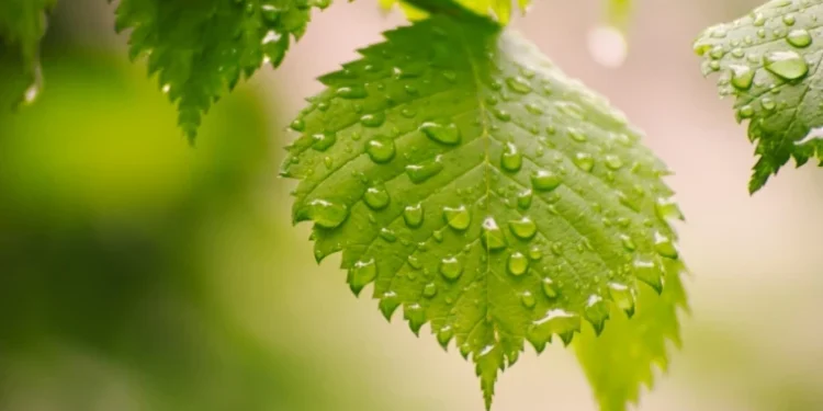 Prognoza meteo pentru 22 august