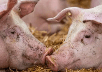 В Молдове выявлены новые очаги африканской чумы свиней и бешенства