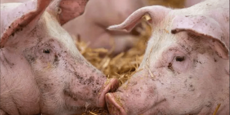 В Молдове выявлены новые очаги африканской чумы свиней и бешенства