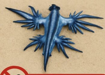 Plaje închise: Pericol din cauza dragonilor albaștri