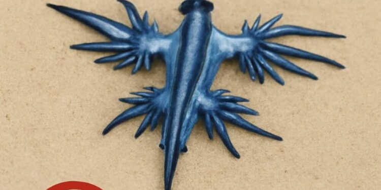 Plaje închise: Pericol din cauza dragonilor albaștri