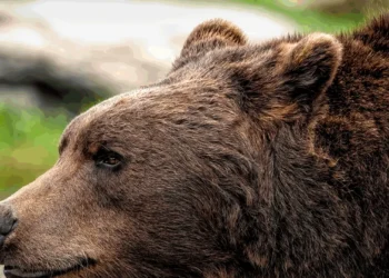 Motociclist polonez, mușcat de urs pe Transfăgărășan. Animalul s-a năpustit asupra lui în timp ce se afla într-o coloană de mașini