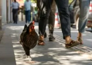 Invazie de găini într-un oraș plin cu turiști din Spania: sute de păsări umblă libere pe străzi și pe plaje. Autoritățile nu găsesc soluții