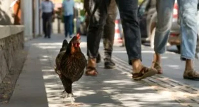Invazie de găini într-un oraș plin cu turiști din Spania: sute de păsări umblă libere pe străzi și pe plaje. Autoritățile nu găsesc soluții