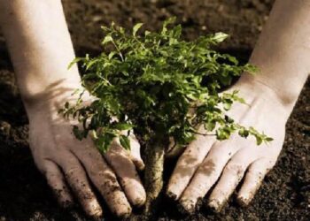 200.000 de puieți plantați cu fast de PAS, transformați în iarbă uscată la Mălăiești