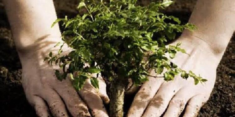 200.000 de puieți plantați cu fast de PAS, transformați în iarbă uscată la Mălăiești