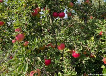 Recoltă de mere în Moldova, în scădere cu peste 30% în 2025