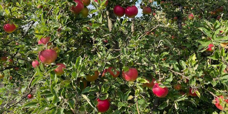 Recoltă de mere în Moldova, în scădere cu peste 30% în 2025