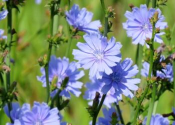 Prognoza meteo pentru 8 august