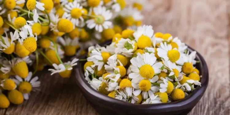 Dacă l-ați cumpărat, returnați-l imediat! Un lot de ceai de romaniță este retras din comerț