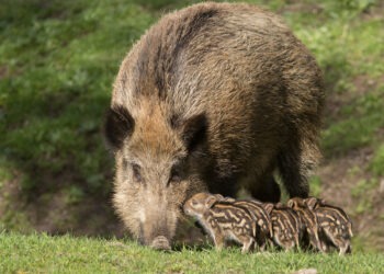 Invazia mistreților în sudul țării: „Toate câmpurile sunt distruse, e un coșmar!”