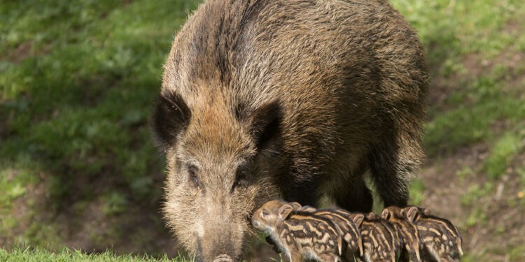 Invazia mistreților în sudul țării: „Toate câmpurile sunt distruse, e un coșmar!”