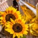 Criză în industria uleiului. Vindem floarea-soarelui, importăm ulei vegetal |VIDEO