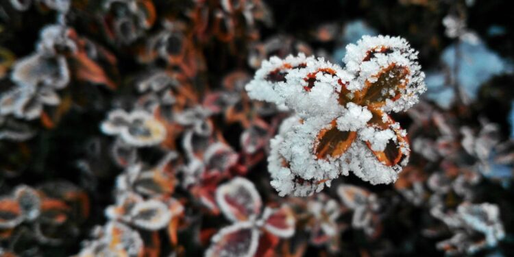 По всей Молдове объявлен жёлтый код опасности заморозков