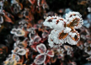 Cod galben de înghețuri anunțat pentru întreaga țară, în perioada 27–28 septembrie