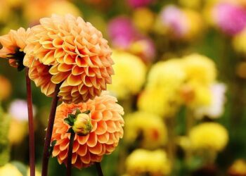 Погода в Молдове 19 сентября: комфортное тепло и без дождей