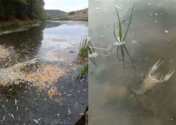 20 кг мёртвой рыбы и раков в Реуте. Виновнику грозит штраф