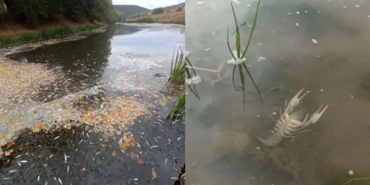 20 кг мёртвой рыбы и раков в Реуте. Виновнику грозит штраф