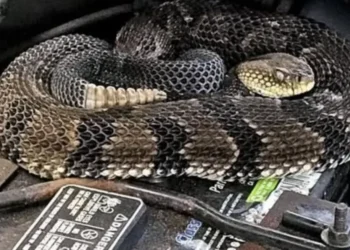 Гремучая змея, обнаружена в автомобиле, привезённом из США в Молдову