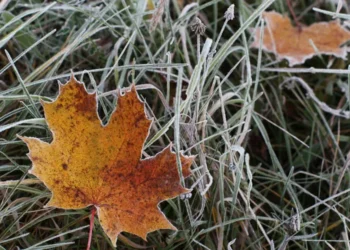 Количество и качество урожая могут пострадать от заморозков
