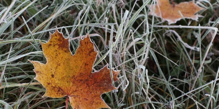 Количество и качество урожая могут пострадать от заморозков