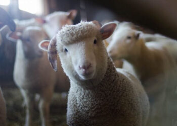 Autoritățile moldovene refuză intrarea transportului de ovine din cauza conturilor blocate