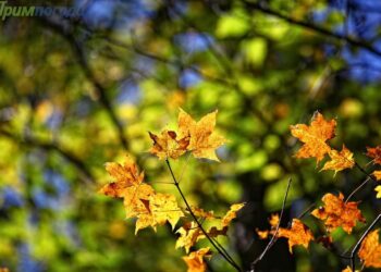 Прогноз погоды на 20 сентября