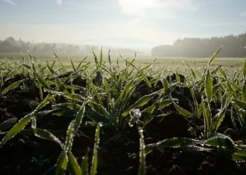 Желтый код в Молдове продлен: заморозки ожидаются в ночные и утренние часы