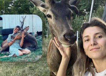 Cerbul Gabi, vedetă în Bahmut: domesticit, blând și admirat de localnici