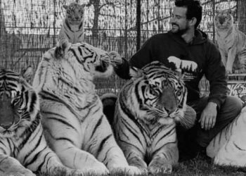 Знаменитого дрессировщика Райана Исли растерзал тигр в США