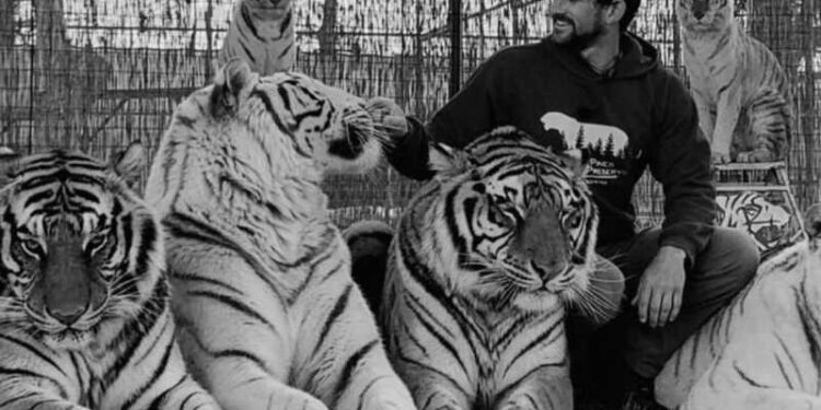 Знаменитого дрессировщика Райана Исли растерзал тигр в США
