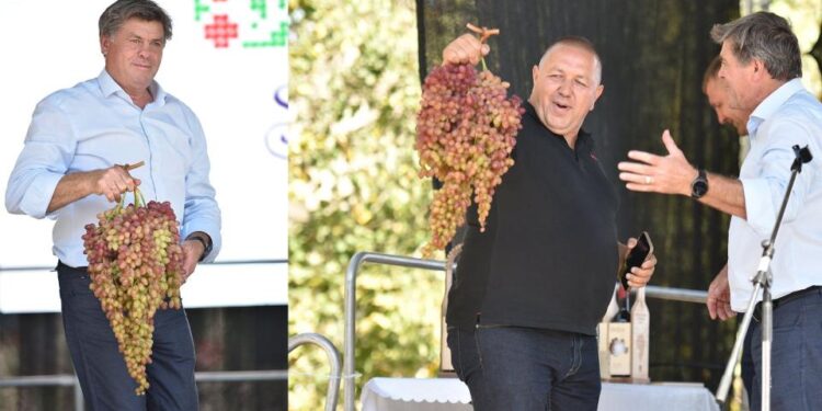 Strugure-gigant de 4,775 kg vândut la festivalul din Cimișlia