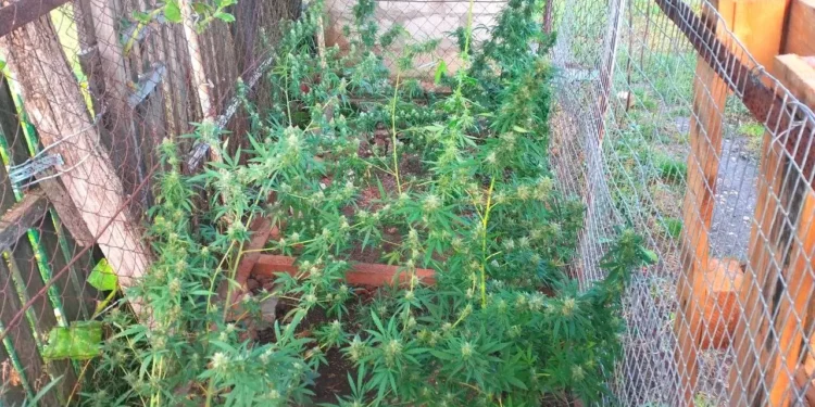 Percheziții la Edineț: Droguri și produse din tutungerie, depistate de polițiști