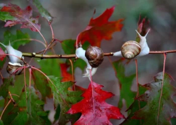 Ploi și vreme mohorâtă pe întreg teritoriul țării