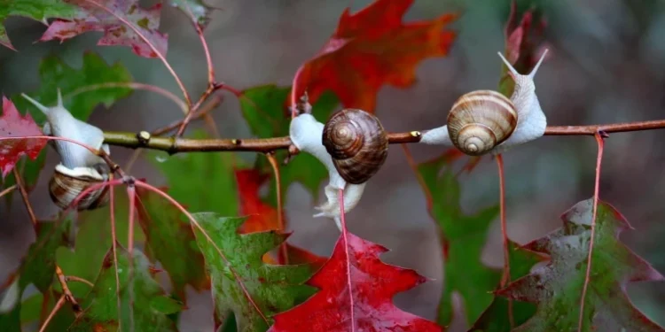 Ploi și vreme mohorâtă pe întreg teritoriul țării