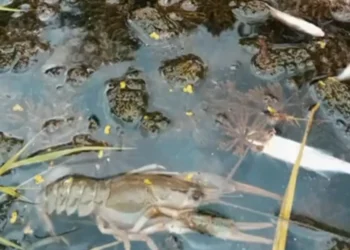 Râul Răut, contaminat în „Orheiul Vechi”: pești și raci găsiți morți