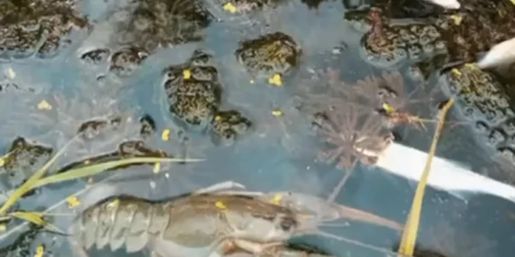 Râul Răut, contaminat în „Orheiul Vechi”: pești și raci găsiți morți